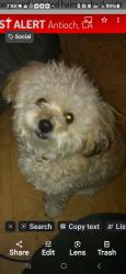 Lost Male Dog last seen Bryan, Antioch, CA 94509