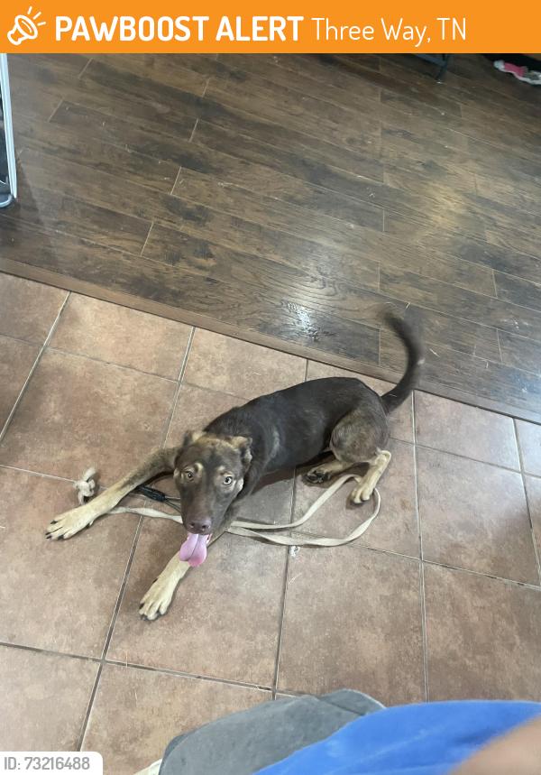 Found/Stray Male Dog last seen Clovewood Cove, Three Way, TN 38343