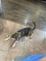 Found/Stray Male Dog last seen Clovewood Cove, Three Way, TN 38343