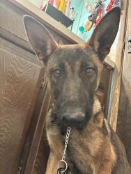 Found/Stray Female Dog last seen Oak st Forest grove OR, Forest Grove, OR 97116