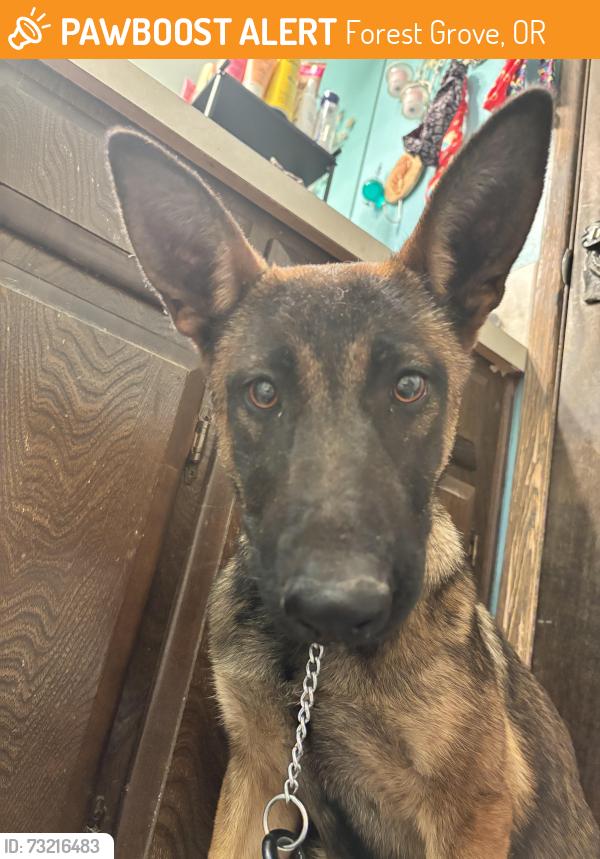 Found/Stray Female Dog last seen Oak st Forest grove OR, Forest Grove, OR 97116