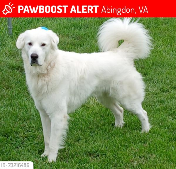 Lost Male Dog last seen exit 19 area toward Damascus, Abingdon, VA 24211