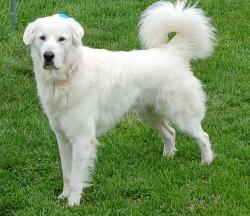 Lost Male Dog last seen exit 19 area toward Damascus, Abingdon, VA 24211