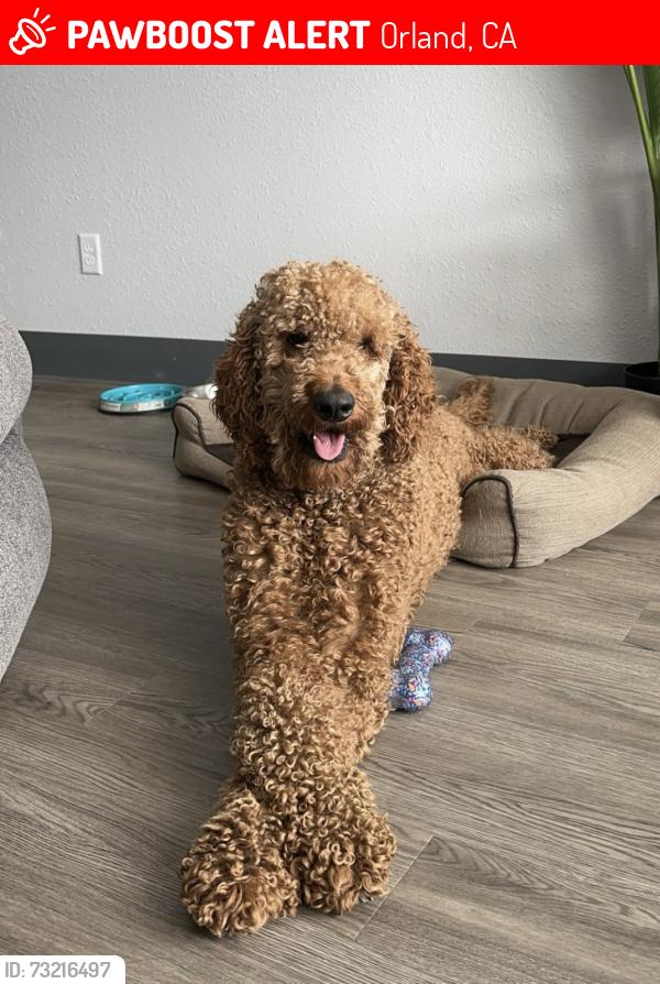 Lost Male Dog last seen Hamilton City, CA, Orland, CA 95963