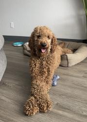 Lost Male Dog last seen Hamilton City, CA, Orland, CA 95963