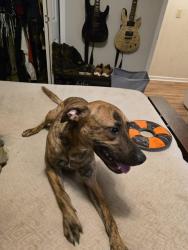 Reunited Male Dog last seen Creek ridge, winterville, ga, 30683, Oglethorpe County, GA 30683