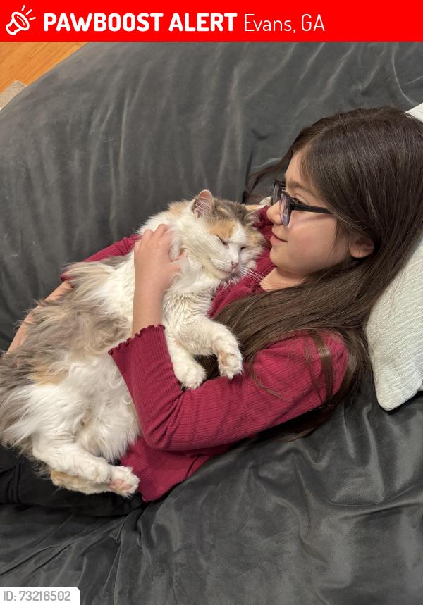 Lost Female Cat last seen Riverwood, Evans, GA 30907
