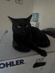 Lost Male Cat last seen Aveune 48th, La Quinta, CA 92253