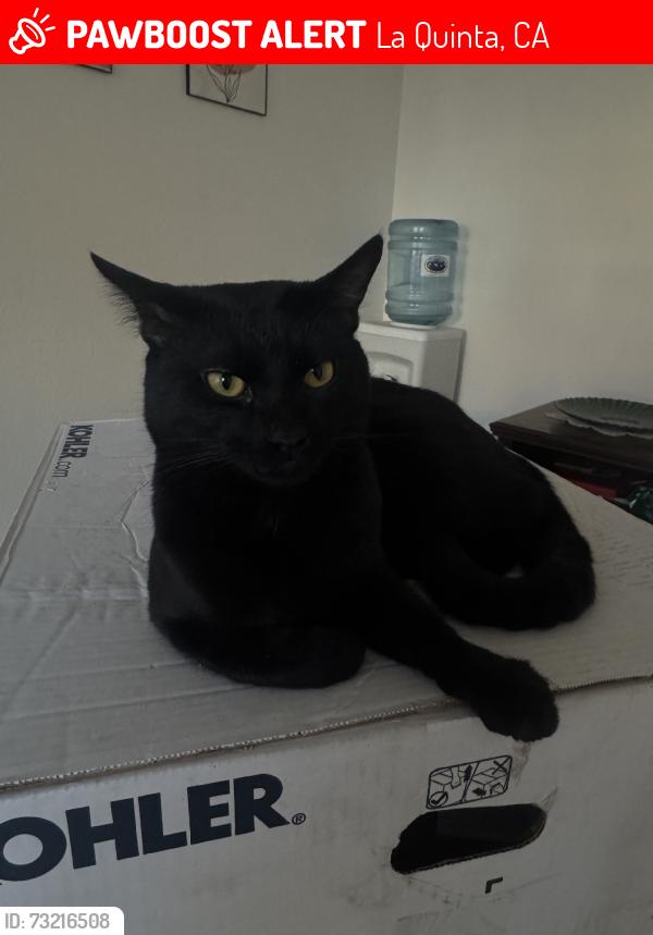 Lost Male Cat last seen Aveune 48th, La Quinta, CA 92253