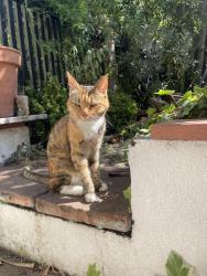 Found/Stray Female Cat last seen Herne hill, Greater London, England 
