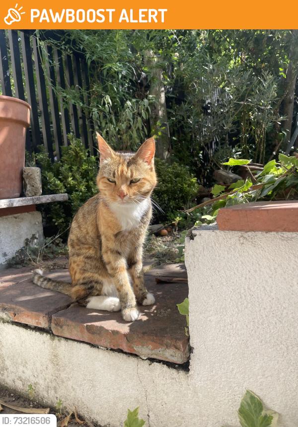 Found/Stray Female Cat last seen Herne hill, Greater London, England 