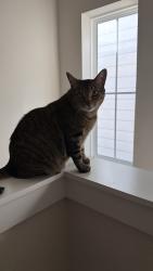 Reunited Female Cat last seen Primrose Myrtle Ln, Cypress, TX 77433