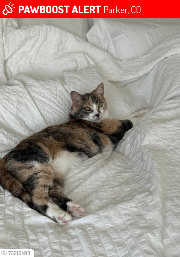 Lost Female Cat last seen Lincoln Creek near Lincoln and Parker Rd, Parker, CO 80138