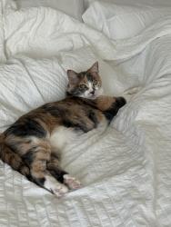 Lost Female Cat last seen Lincoln Creek near Lincoln and Parker Rd, Parker, CO 80138