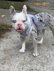 Lost Male Dog last seen 63rd Drive & Fitchett Street, Queens, NY 11374