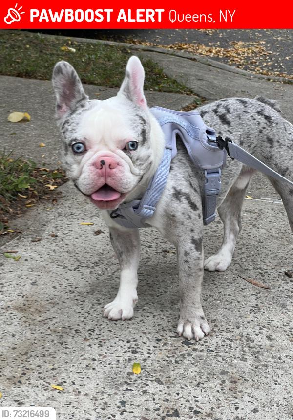 Lost Male Dog last seen 63rd Drive & Fitchett Street, Queens, NY 11374