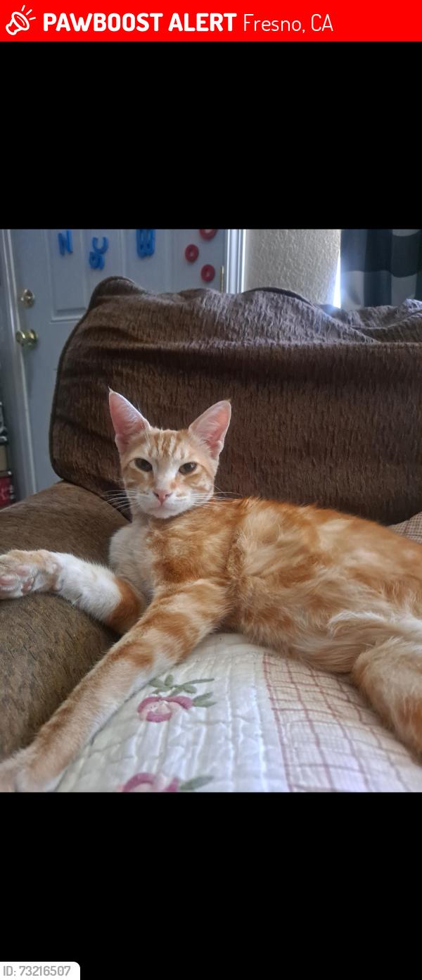 Lost Male Cat last seen Sunnyside and Gettysburg, Fresno, CA 93727