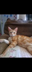 Lost Male Cat last seen Sunnyside and Gettysburg, Fresno, CA 93727