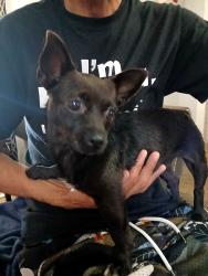 Found/Stray Female Dog last seen Wewoka Middle School, Wewoka, OK 74884