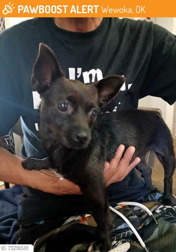 Found/Stray Female Dog last seen Wewoka Middle School, Wewoka, OK 74884