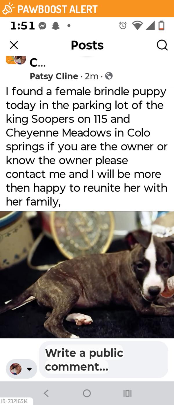 Found/Stray Female Dog last seen Near and Meadows kingsoopers, Colorado Springs, CO 80906