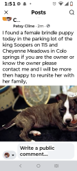 Found/Stray Female Dog last seen Near and Meadows kingsoopers, Colorado Springs, CO 80906
