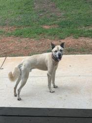 Found/Stray Male Dog last seen Downs Rd between Hwy 5 and Post Rd, Douglasville, GA 30187