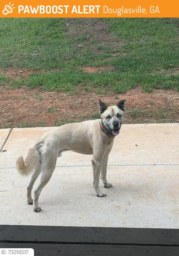 Found/Stray Male Dog last seen Downs Rd between Hwy 5 and Post Rd, Douglasville, GA 30187