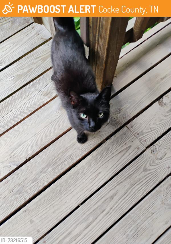 Found/Stray Unknown Cat last seen Middle creek rd, Cocke County, TN 37722
