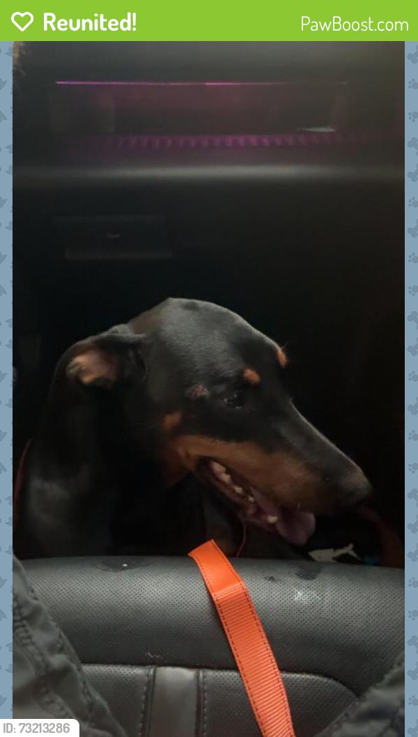 Reunited Female Dog last seen HwY 64, Morganton, NC 28655