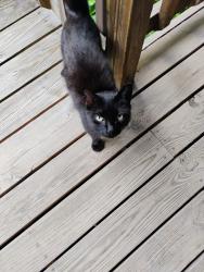 Found/Stray Unknown Cat last seen Middle creek rd, Cocke County, TN 37722