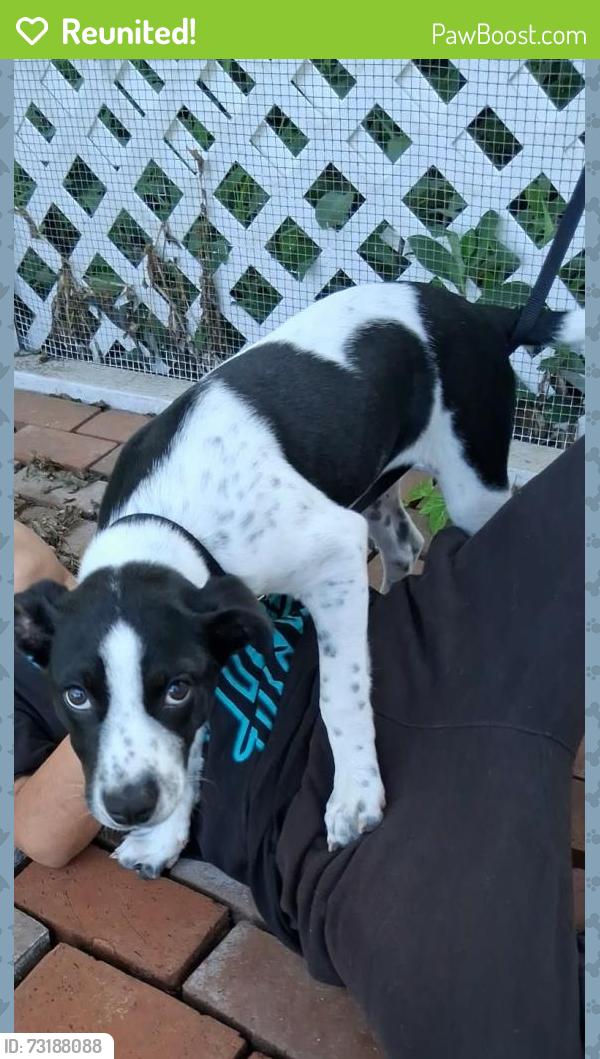 Reunited Female Dog last seen Cato blvd, goilad rd, lasses blvd, quig dr, Crawford rd, San Antonio, TX 78223