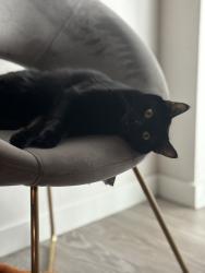 Lost Female Cat last seen Diffley and nicols, Eagan, MN 55122