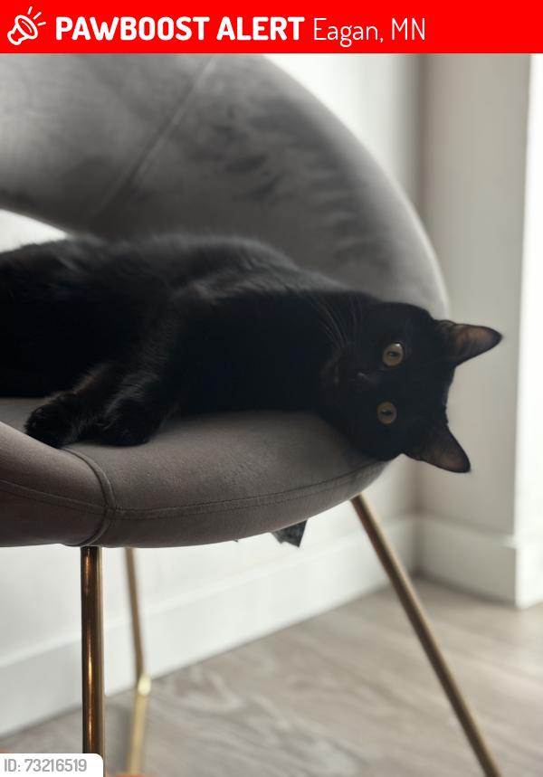 Lost Female Cat last seen Diffley and nicols, Eagan, MN 55122