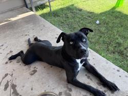 Found/Stray Male Dog last seen Found in backyard, Fort Worth, TX 76123
