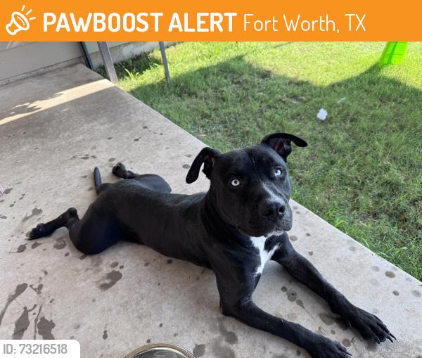 Found/Stray Male Dog last seen Found in backyard, Fort Worth, TX 76123