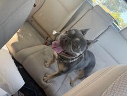 Reunited Female Dog last seen Raton ct, Allview Ave, Loma Linda Ave, Manor Rd, Appian Way, Park Central St, Hilltop Dr. El Sobrante, CA, El Sobrante, CA 94803