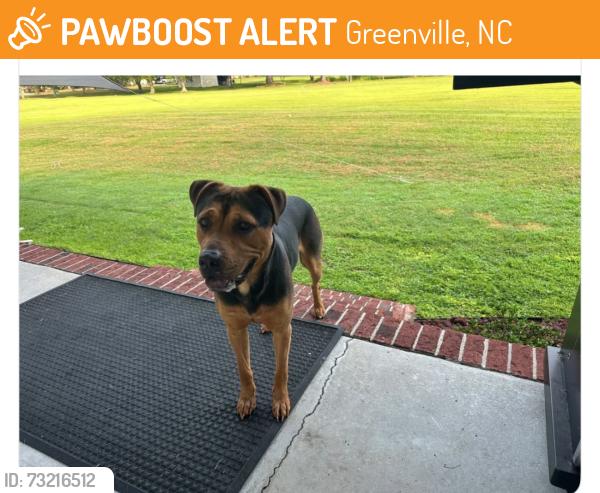 Found/Stray Male Dog last seen County Home Road, Greenville, NC 27858