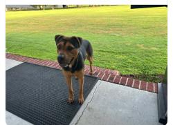 Found/Stray Male Dog last seen County Home Road, Greenville, NC 27858