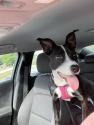 Lost Female Dog last seen Near and county line, West Park, FL 33023