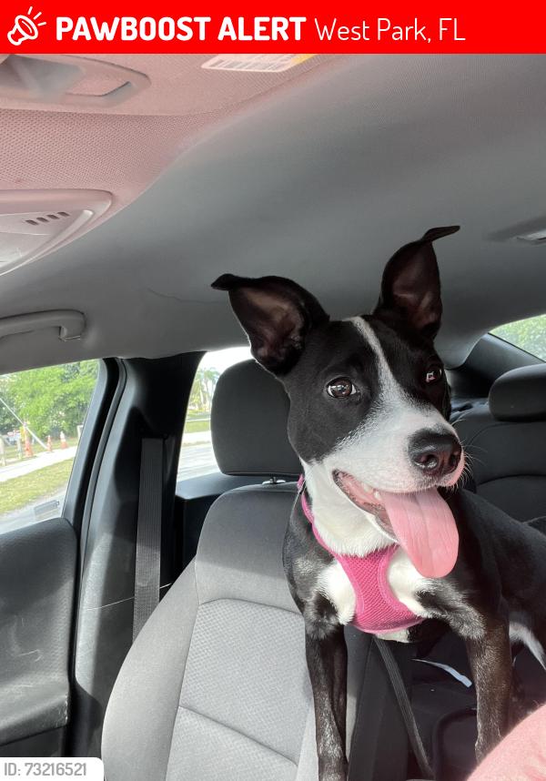 Lost Female Dog last seen Near and county line, West Park, FL 33023