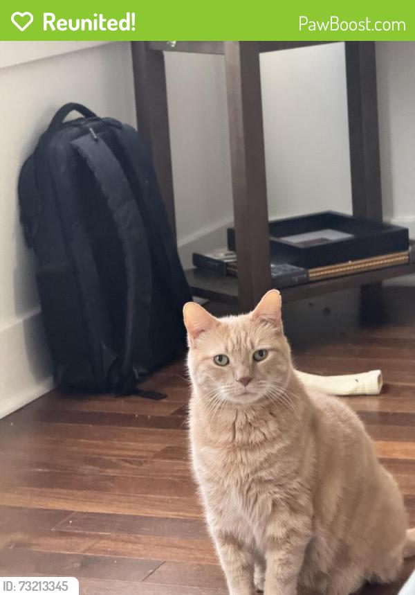 Reunited Male Cat last seen Reed st and capitol st, Philadelphia, PA 19146