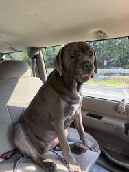 Found/Stray Female Dog last seen Downes and Gladwin, Abbotsford, BC 