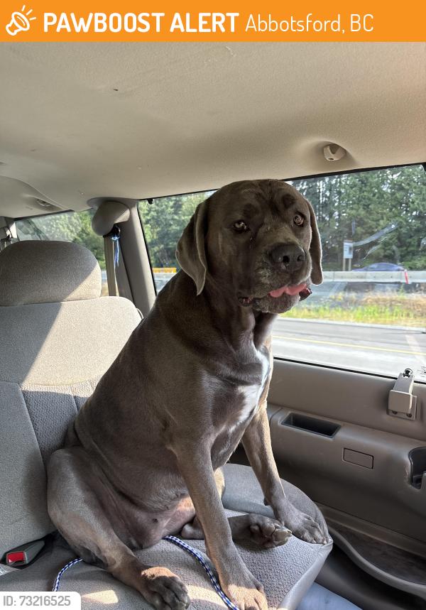 Found/Stray Female Dog last seen Downes and Gladwin, Abbotsford, BC 