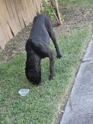 Found/Stray Female Dog last seen Brighton Park, Northeast Side, TX 78109