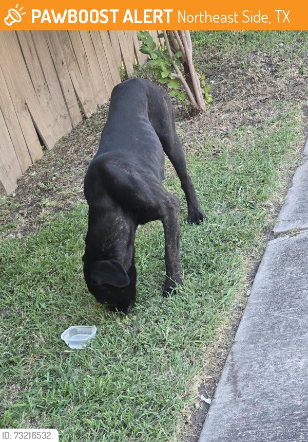 Found/Stray Female Dog last seen Brighton Park, Northeast Side, TX 78109