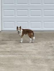 Found/Stray Unknown Dog last seen near leland village he went towards the woods, Midlothian, VA 23114