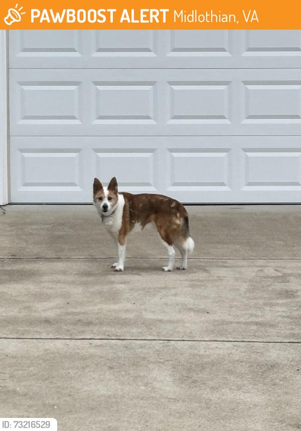 Found/Stray Unknown Dog last seen near leland village he went towards the woods, Midlothian, VA 23114
