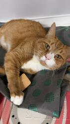 Lost Male Cat last seen Dublin road, 124, gilmore pond road, shattuck, Jaffrey, NH 03452