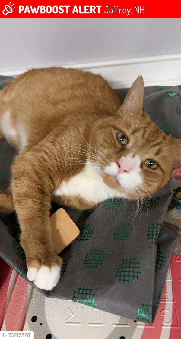 Lost Male Cat last seen Dublin road, 124, gilmore pond road, shattuck, Jaffrey, NH 03452